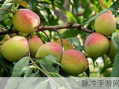 91精产国品一二三蜜桃：探索91精产国品：一二三蜜桃的魅力与价值所在