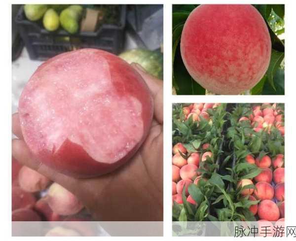 久久久水蜜桃：“探索长时间保鲜的水蜜桃新技术与市场潜力”