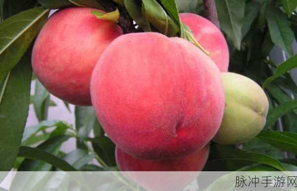 久久久水蜜桃：“探索长时间保鲜的水蜜桃新技术与市场潜力”