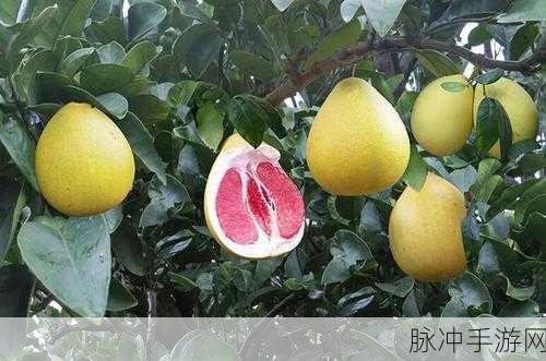 国产精品秘 入口免费视频蜜柚：探索高品质国产内容，畅享蜜柚视频新体验。
