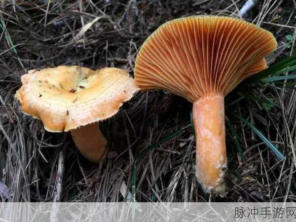 黑料不打烊蘑菇访问安全：黑料不打烊：探讨蘑菇访问安全的新挑战与对策