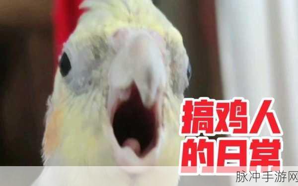 搞鸡time恶心十分钟：“恶心又搞笑的十分钟：让你捧腹大笑的拓展搞鸡时刻”