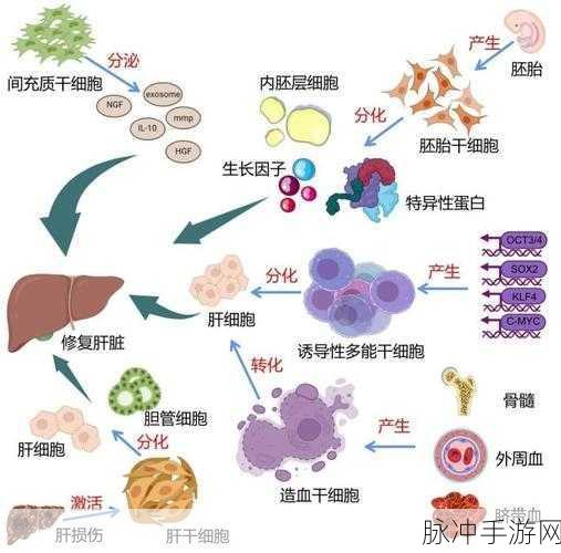 obgg：深入探讨OBGG的最新研究进展与临床应用前景
