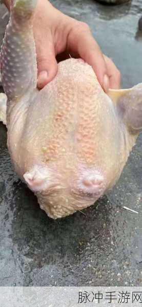 www大白屁股a：发现大白屁股的奇妙世界：探索可爱动物的新视角