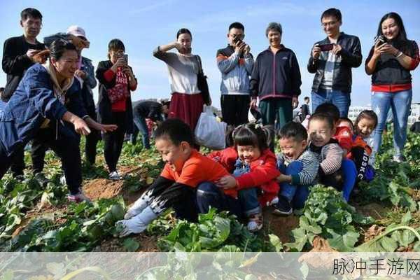 拨萝卜打扑克：在欢乐的聚会上，拨萝卜与打扑克的趣味结合
