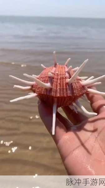 一人 上面 下感扇贝动：在海洋深处，感受扇贝的神秘与动人之美