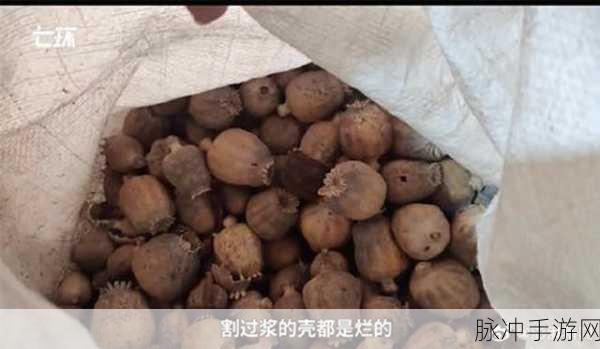 黑社区爆料：深入探讨黑市社区内幕，揭露其背后的真实故事