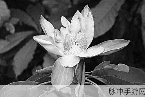 室友突然长出花cue怎么办：室友突现花朵奇异变化，如何应对这一情况？