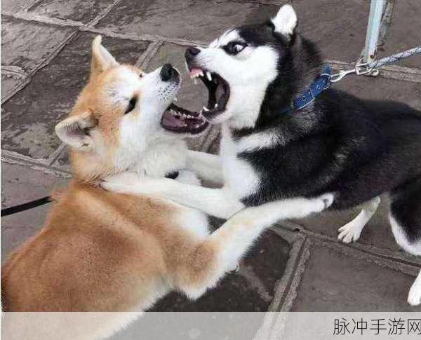 人狗大战java代码：人狗大战：勇敢者的决战与团结友爱的冒险
