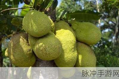 菠萝蜜视频在线：探索菠萝蜜的奇妙世界：美味与健康的完美结合