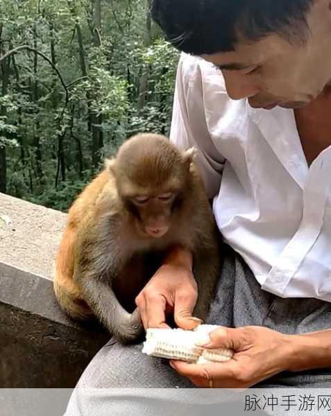 教你如何生猴子：探索猴子繁殖的奥秘与技巧，助你成功养育小猴子。