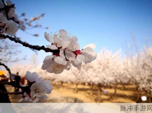 成品人直播app下载杏花：杏花盛开，直播带你走进精彩新世界！
