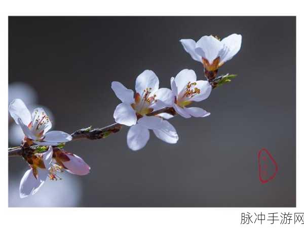 成品人直播app下载杏花：杏花盛开，直播带你走进精彩新世界！
