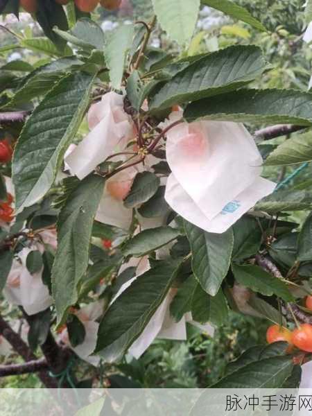 樱桃剧情直播：深入樱桃剧情直播，探索未解之谜与角色情感
