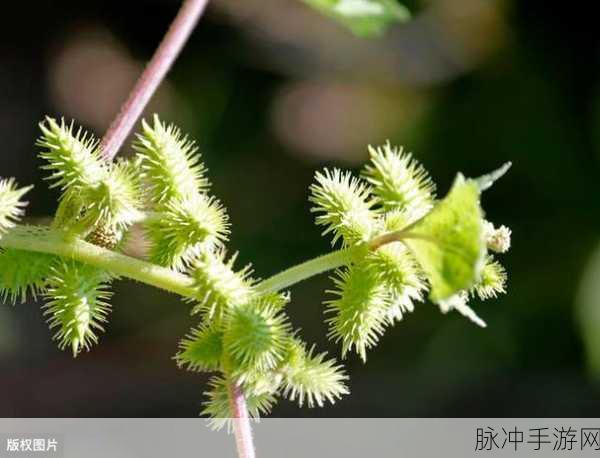 www.天堂资源野草：探索天堂资源野草的无限可能与魅力之旅