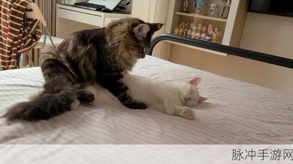 搞基time十分钟打开：拓展搞基时间：十分钟内提升团队合作与默契技巧