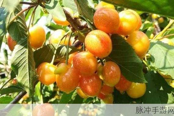 黄蜜大樱桃的枝条是光滑的吗：黄蜜大樱桃枝条的光滑特征与生长环境密切相关