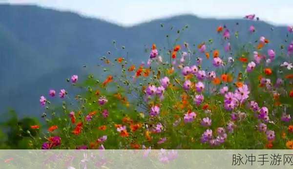野花社区在线：探索拓展野花社区的在线魅力与无限可能性