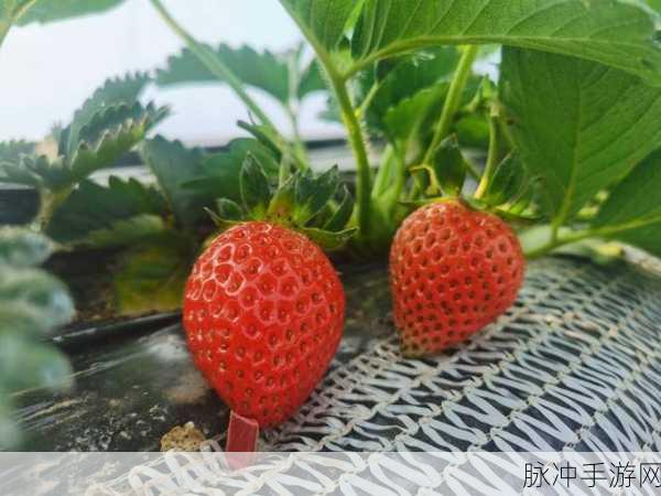 草莓aa下载：探索草莓AA下载的无限可能，畅享精彩内容！