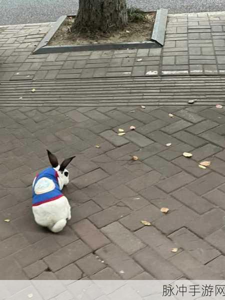 两只大兔子在衣服里晃悠晃悠：两只大兔子在衣服里欢快摇摆，趣味十足的冒险之旅