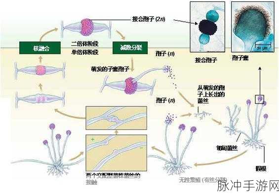 抬头看镜子里的接合处：透视镜中接合处的秘密与思考：内心世界的映射