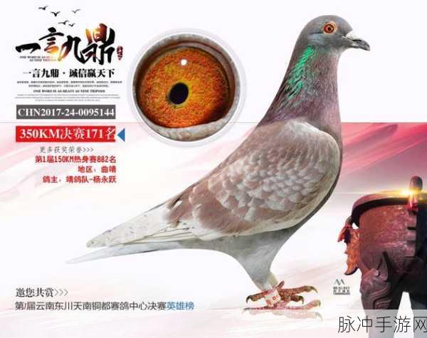 天南铜都小棚赛鸽中心秋棚：全力拓展天南铜都小棚赛鸽中心秋季新项目与发展路径