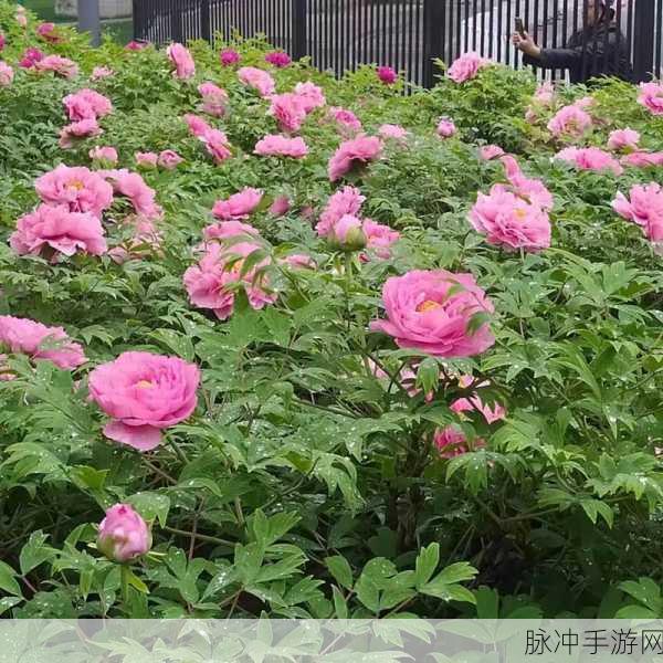 国色天香一区二区无卡顿：畅游国色天香，尽享无卡顿的极致体验！