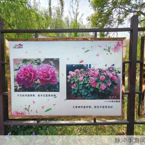 国色天香一区二区无卡顿：畅游国色天香，尽享无卡顿的极致体验！