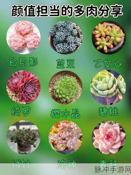 多肉1v2：多肉植物的魅力：从1株到2株的养殖与搭配技巧