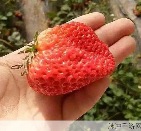草莓视频无码：探索草莓视频：尽享高清精彩无限的视听盛宴