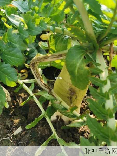 亲吻拔萝卜原声不盖被子：亲吻拔萝卜：不盖被子的温暖与爱的故事