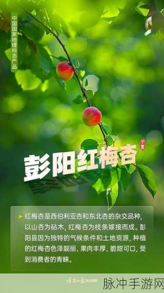 大地资源免费视频观看注意事项：拓展大地资源直播平台使用注意事项与技巧分享
