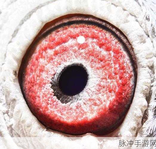 天南铜都赛鸽中心秋棚青年棚：天南铜都赛鸽中心秋棚青年棚全面升级扩展计划