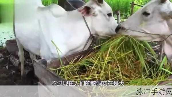 老牛嫩草精品性性性性性性性：老牛嫩草：探索成熟与青春的激情碰撞之旅