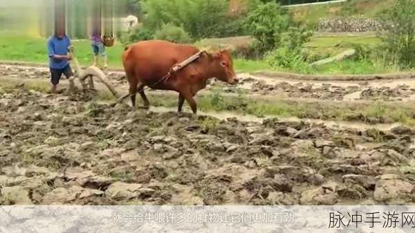 老牛嫩草精品性性性性性性性：老牛嫩草：探索成熟与青春的激情碰撞之旅