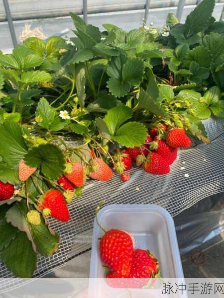 草莓视频色中色：探索草莓视频色中色的精彩世界，畅享无限乐趣与激情！