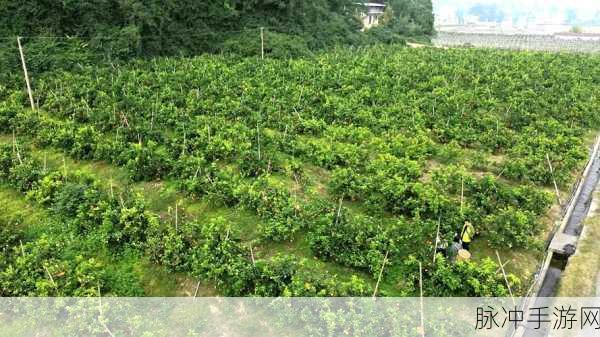 九一果冻制品厂最新电视剧：九一果冻制品厂：甜蜜梦想与奋斗的故事