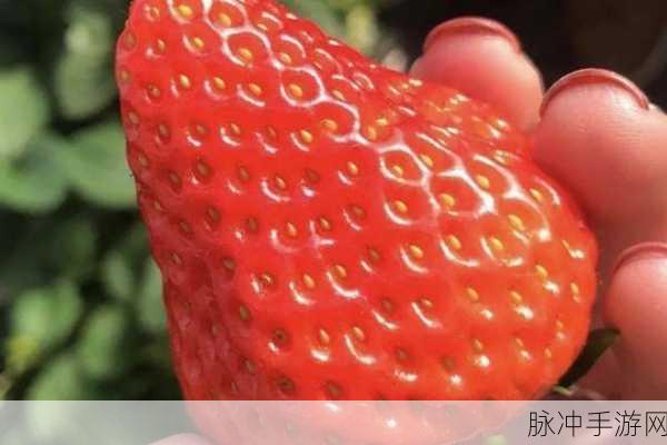 草莓无限观影次数：草莓无限：一场永无止境的观影盛宴
