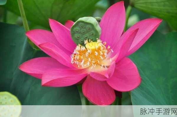 秀色私人播放：“秀色可餐，私人播放为你呈现独特视觉盛宴”