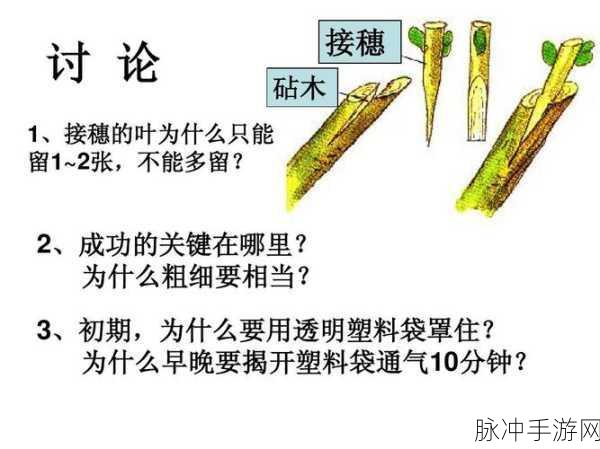 可不可干湿你：探索干湿环境对植物生长的影响与应用研究