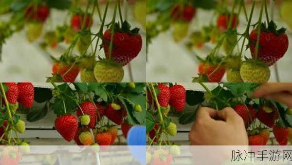 草莓视频高清：畅享高清草莓视频带来的视听盛宴与娱乐体验