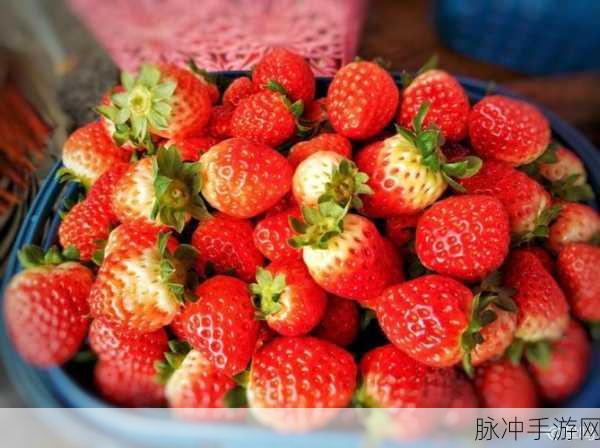 草莓无码视频：草莓盛宴：甜蜜果实带来的快乐体验与美味分享