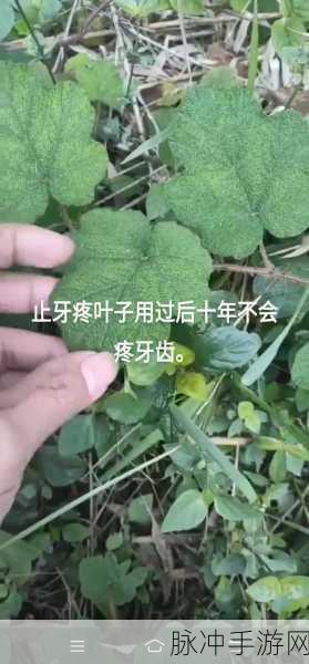 506宿舍灯灭了小莲：宿舍506灯光熄灭，小莲的夜晚变得不同寻常