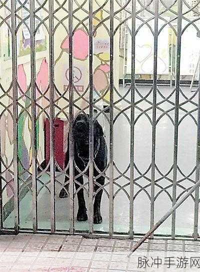 小萝莉把第一次交给了大黑狗：小萝莉勇敢初体验，与大黑狗共度难忘时光