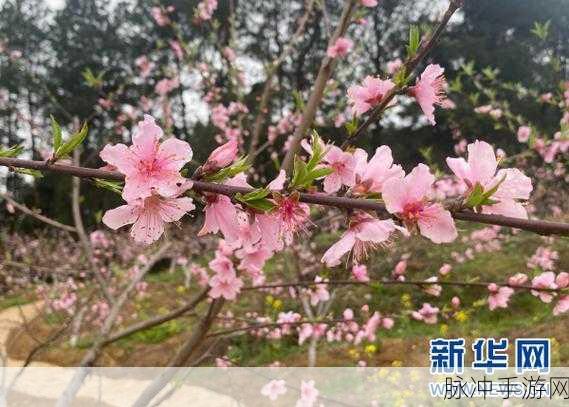 伊犁园20243秒转入：伊犁园的奇幻之旅：2024年四季景色全览