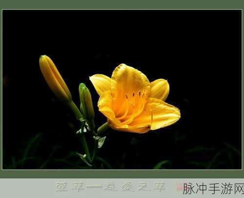 日本忘忧草乱码一二三四区别：探讨日本忘忧草中不同乱码一二三四的独特含义与区别
