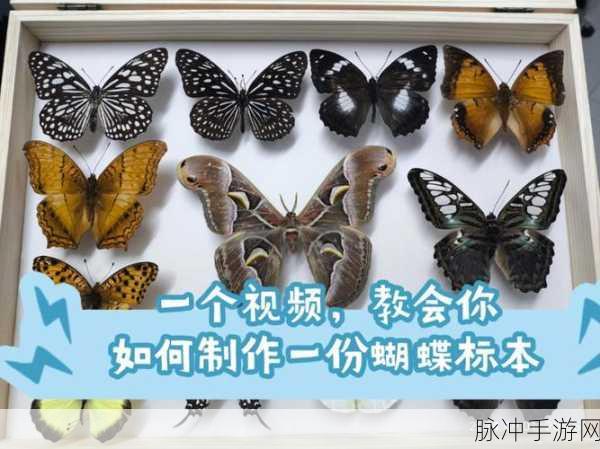 蝴蝶视频一日两次：每天两次更新，畅享蝴蝶视频新精彩内容