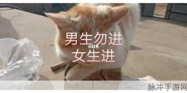 男生和女生不盖被子生猴子：男生女生不盖被子，调皮捣蛋引发趣味故事