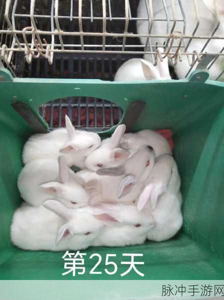老师的兔子在衬衫里抖：衬衫里藏着的秘密：拓展老师的兔子在跳舞