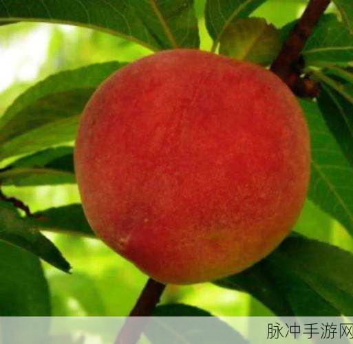 国精产品999一区二区三区密桃：拓展国精产品999一区二区三区密桃，打造精品果品新体验